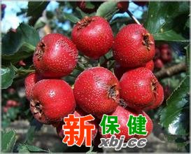 山楂