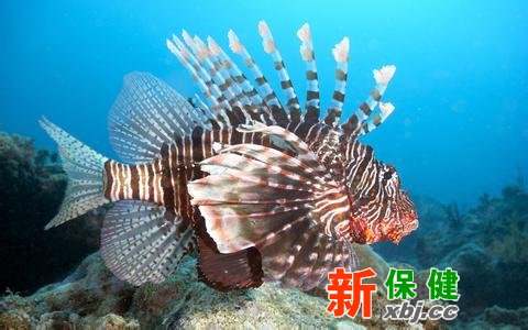 魚