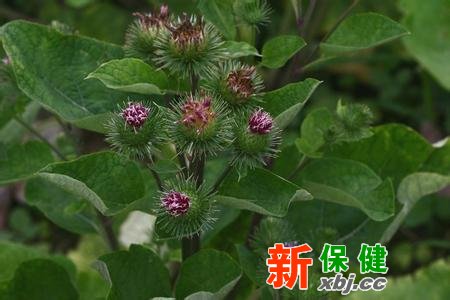 牛蒡
