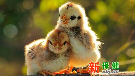 柴雞比肉雞更有營(yíng)養(yǎng)嗎