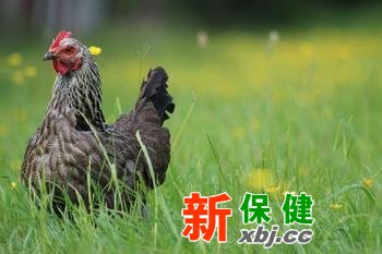 買(mǎi)雞肉時(shí)怎么挑顏色