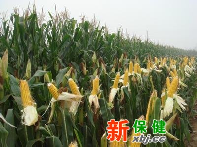 吃甜玉米測腸胃病