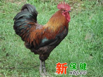 雞