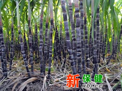 甘蔗