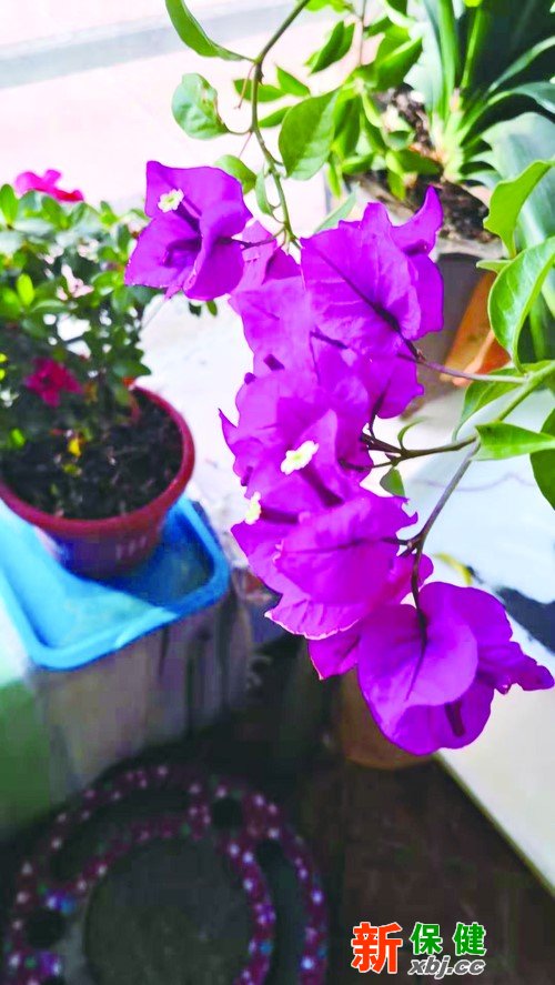 冬天適合在家養(yǎng)的花，讓寒冷冬日芬芳滿屋